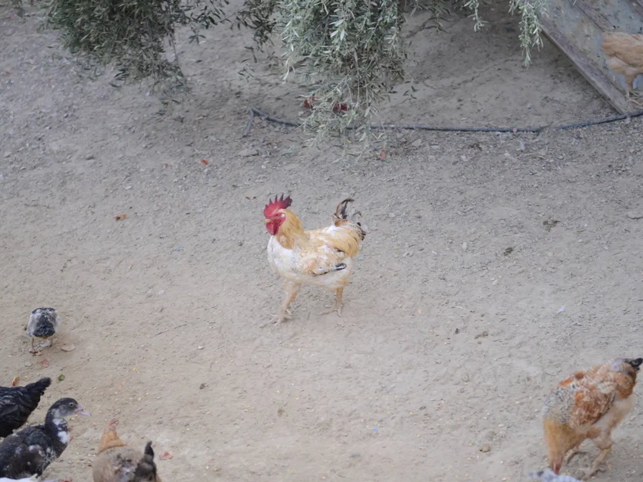 Caretaker and Protector of Contented Chickens: Arthur Parkinson Performs Multiple Roles for His...