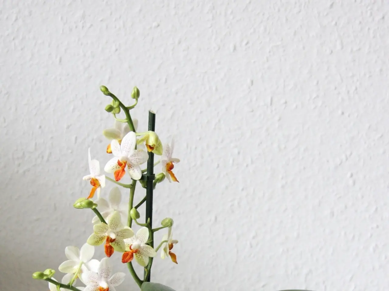 Mastering Indoor Pitcher Plant Cultivation: Comprehensive Care Instructions