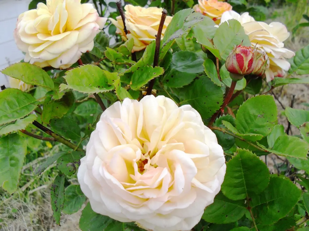 Cultivating Attractive Grass Species for Decorative Purposes