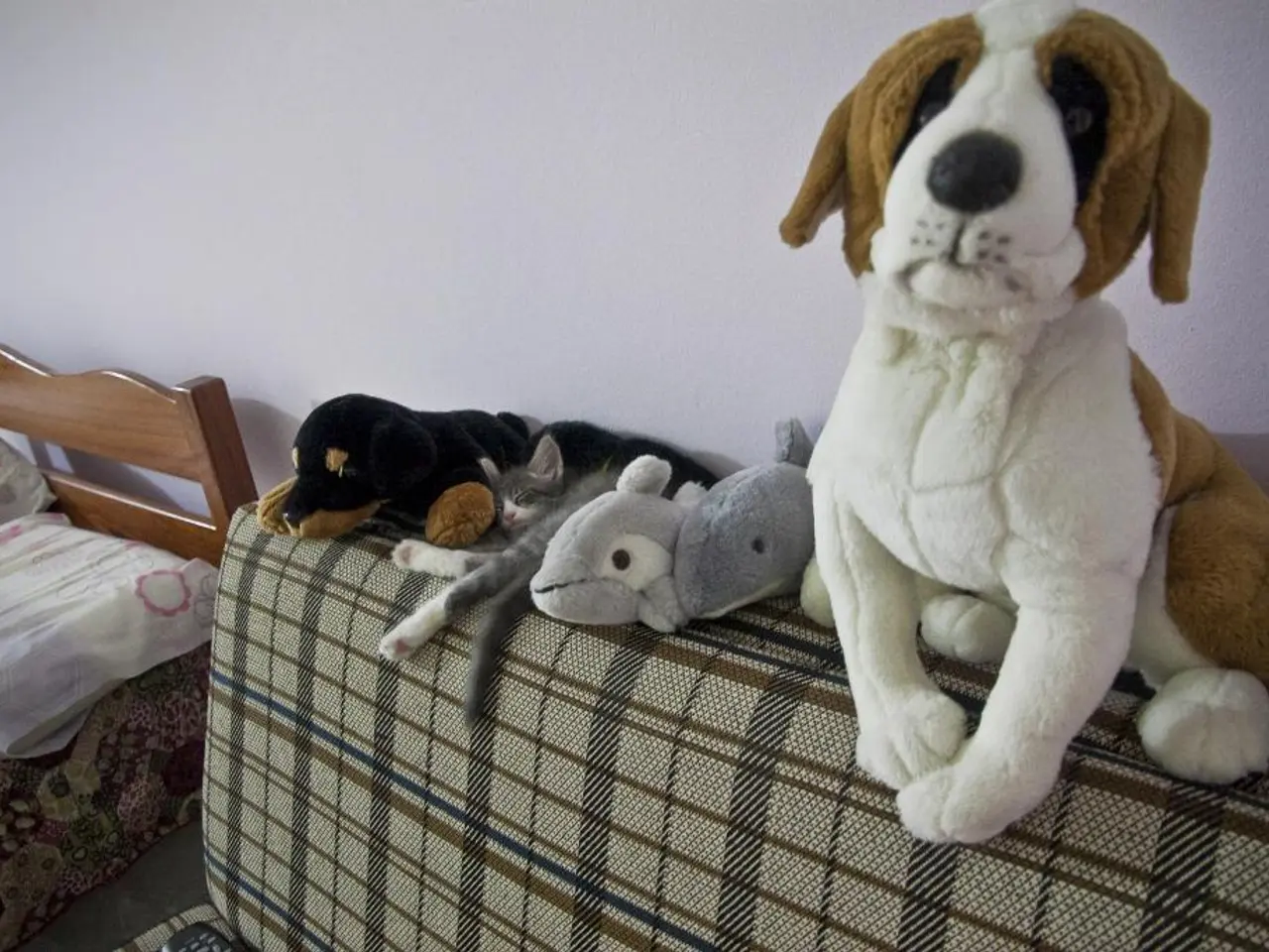 16 Items to Bring Joy to You and Your Beloved Pet