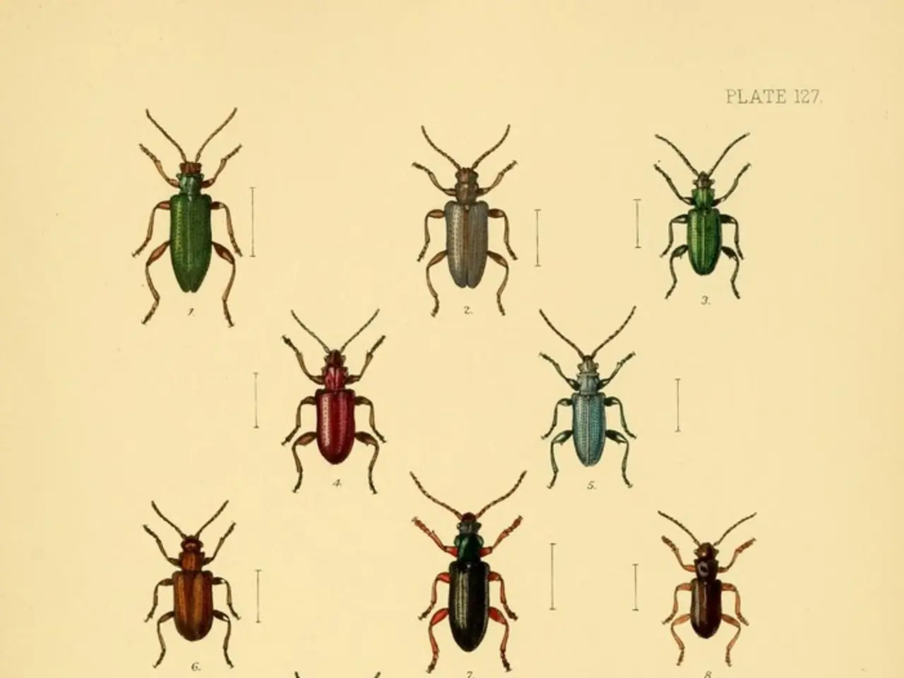 Top 30 Innovative Designs for Beetle Drawings to Explore