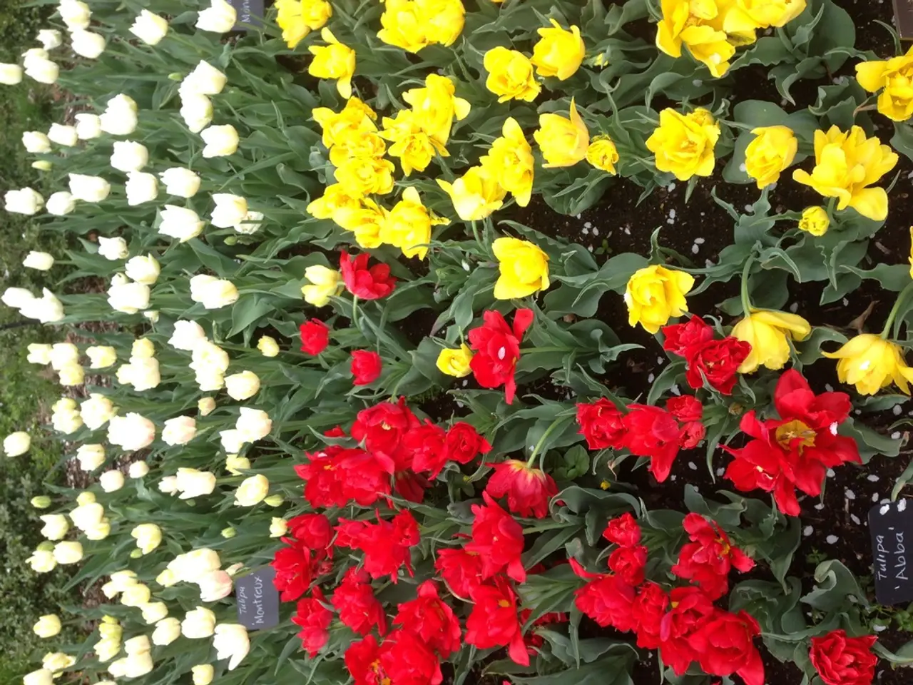 Creating Stunning Wrist Corsages: A Step-by-Step Guide