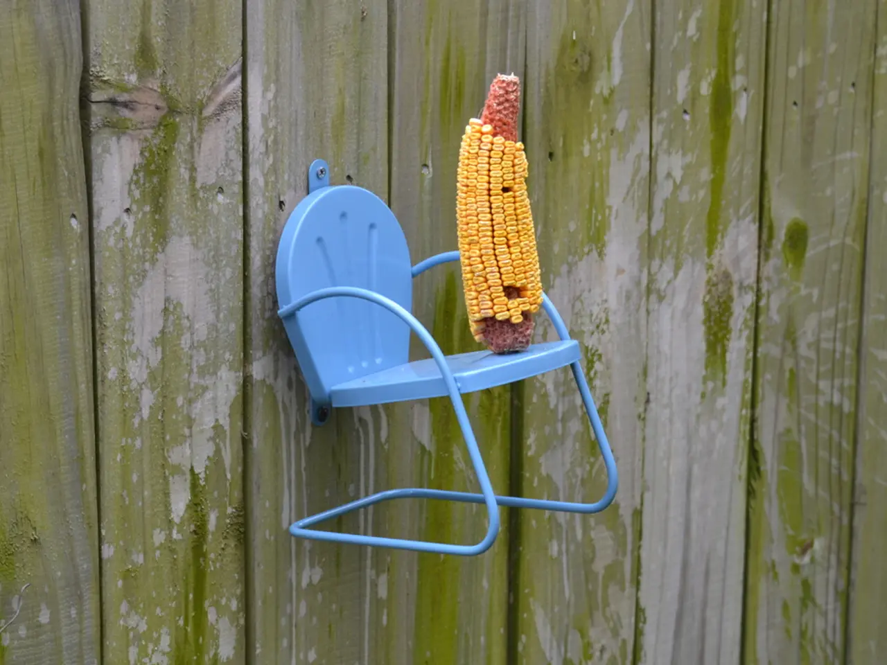 Maze constructed from colossal corn formation, artistic depiction of a bovine figure