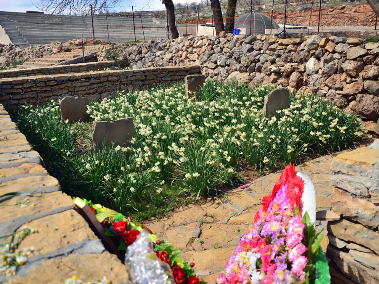 Autumn spectacle blooming: Smoke bush promises vibrant hues throughout the upcoming season