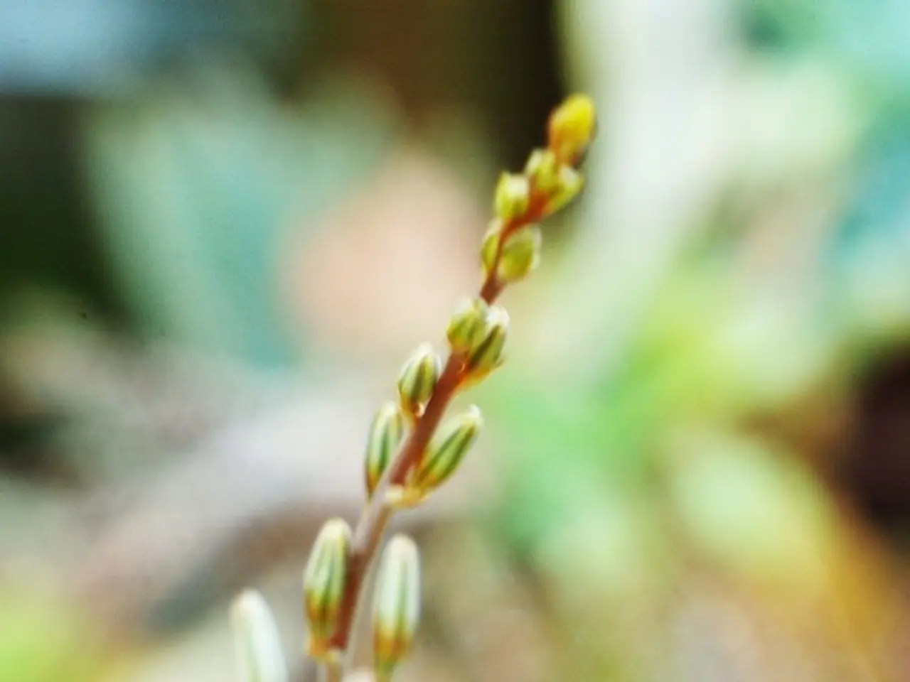 Houseplant Advice: Managing Dracaena fragrans (Fragrant Corn Plant)