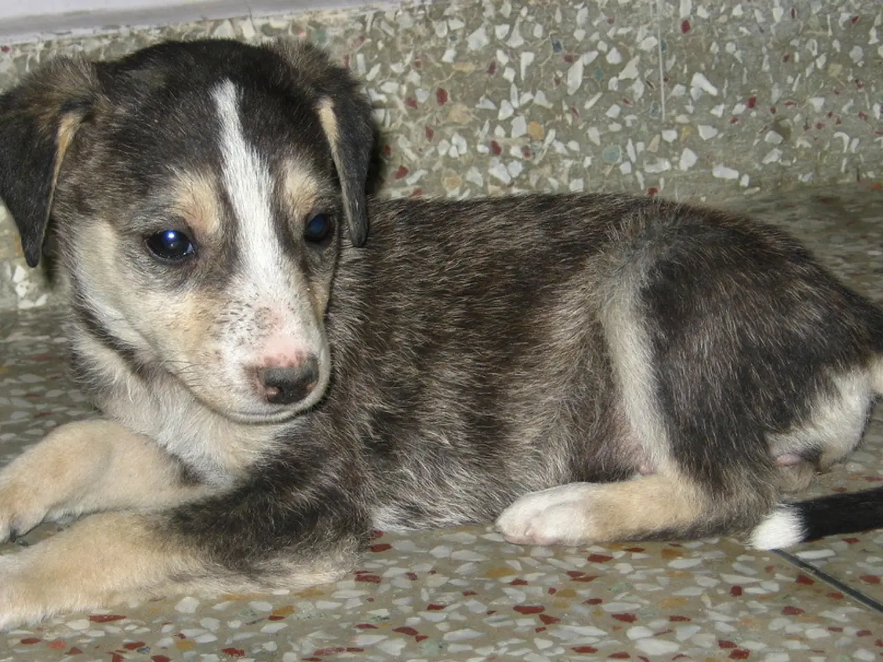 Expert advises on initial training behaviors for newly acquired puppy