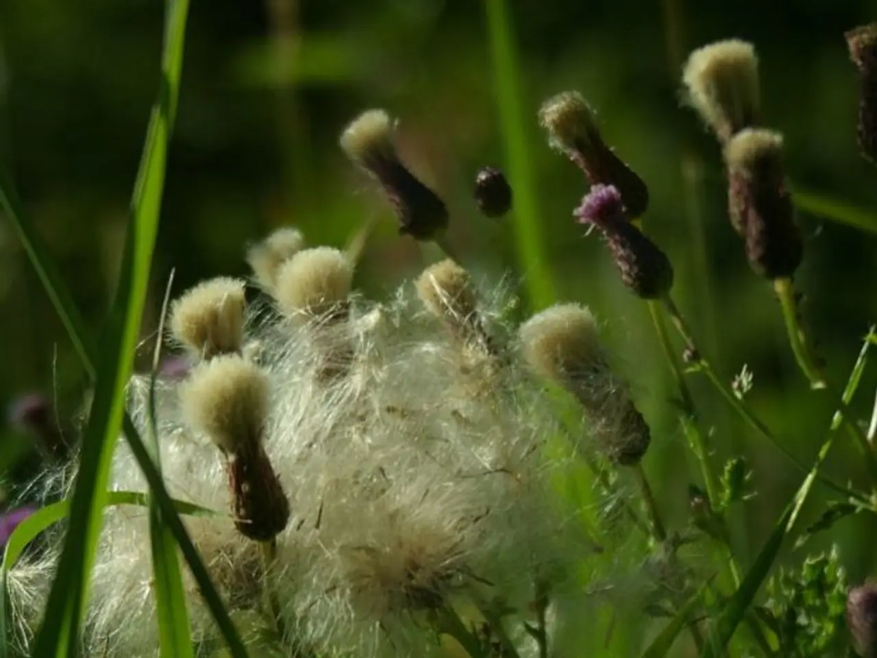 Annual Calendar Highlighting Grass-Fed Livestock Farming Practices and Organic Farmsteads Worldwide