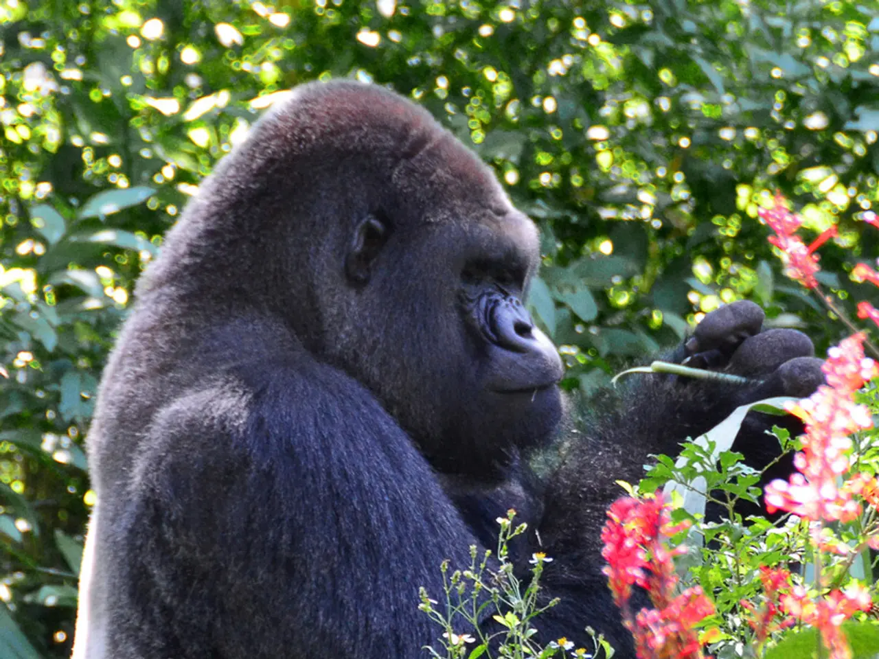 Disney's Animal Kingdom mourns the loss of its oldest gorilla, aged 44 years