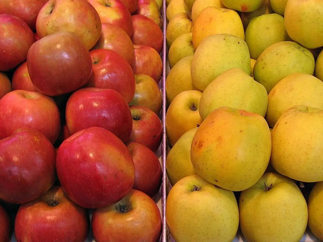 New sustainable apple harvesting project in collaboration with Schlaraffenburger, led by the...