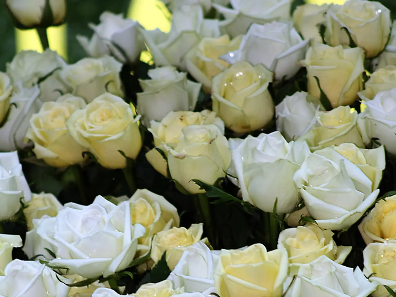 A Dozen Stunning Blooms Beginning with the Letter 'F'