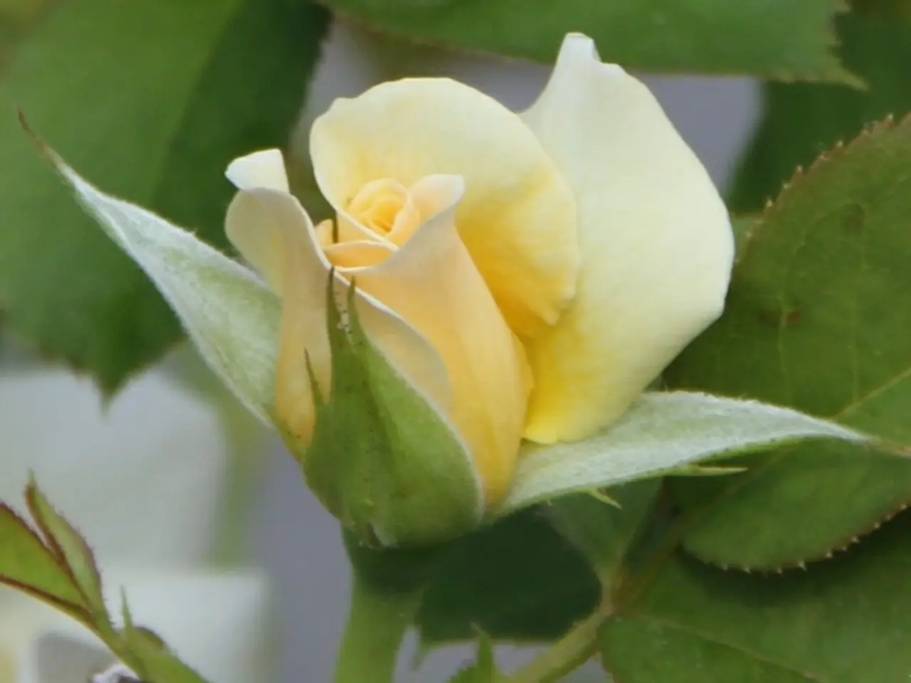 Understanding the Reason Behind Wilted Rose Leaves: Identifying Common Causes and Remedies