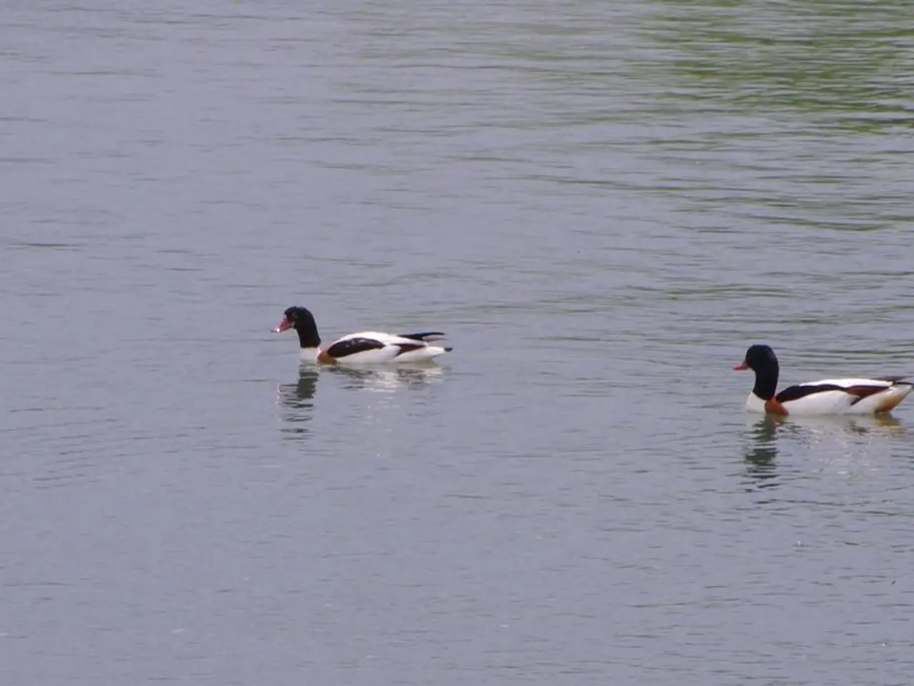 Captivating Moments: Capturing Wildlife in the Marshes of Trimley