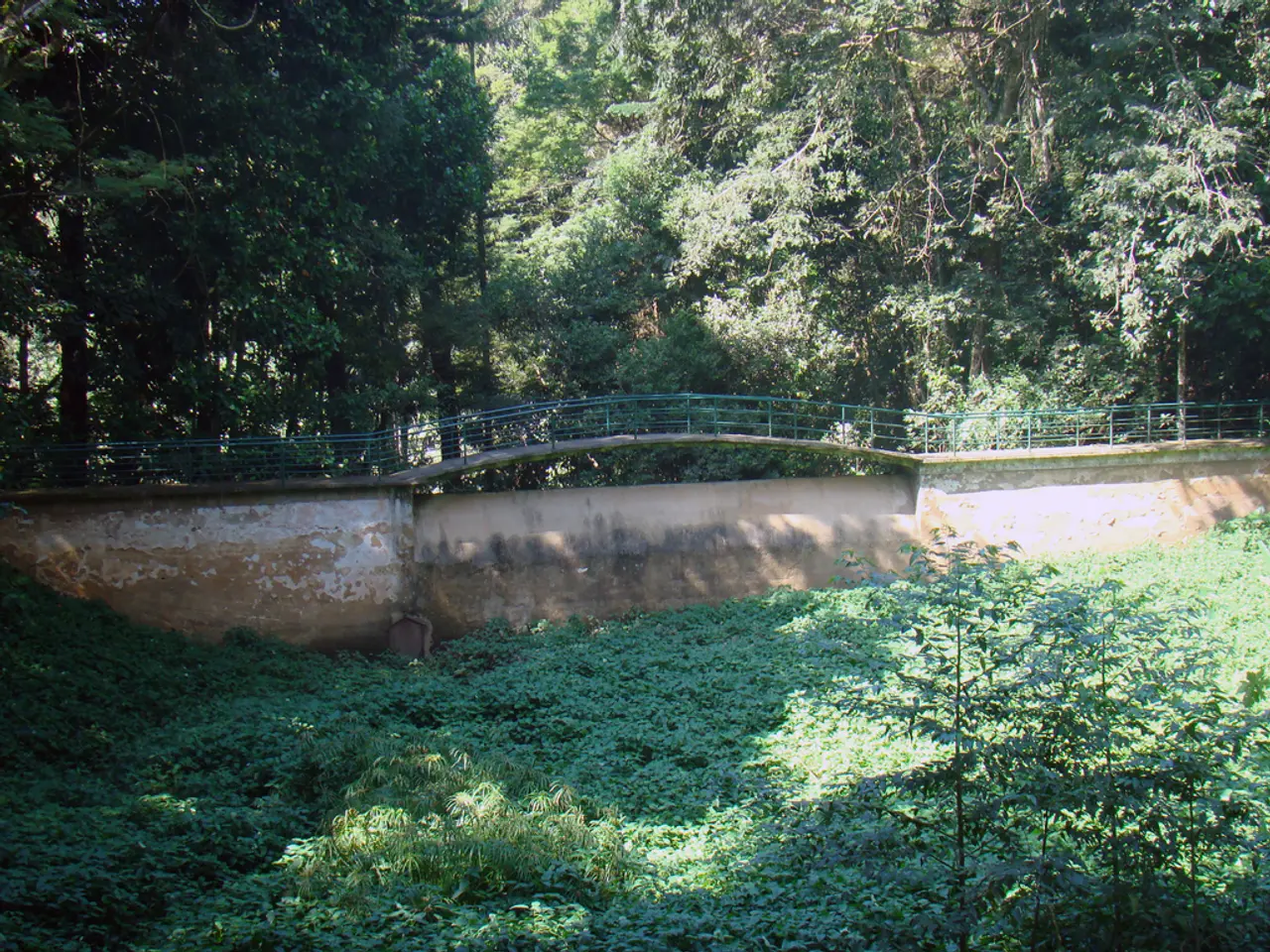 Switching from English Ivy? Opt for Native Plant Options Instead