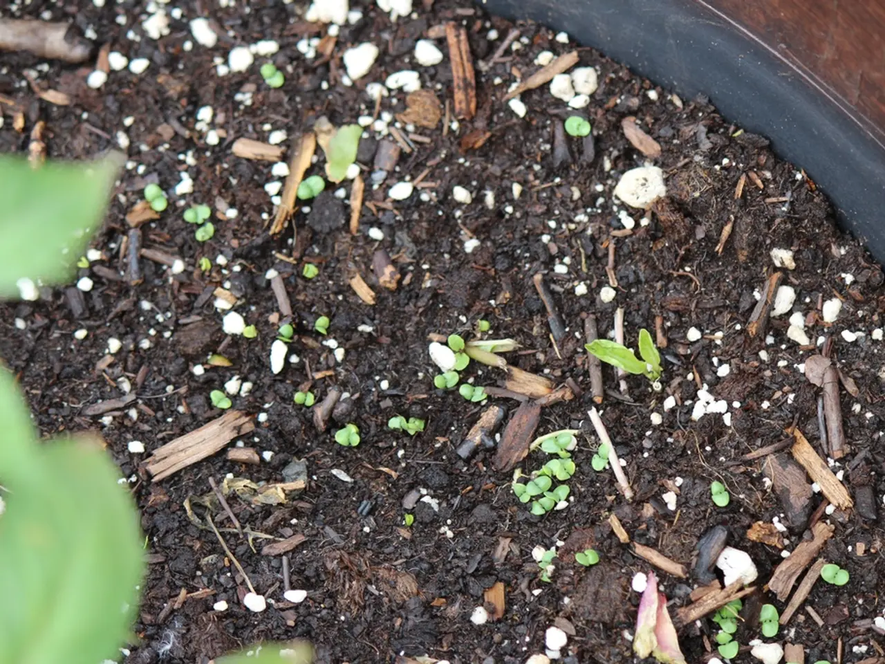 The Interdependence of Soil and Flora: A Bond Developed on Composition