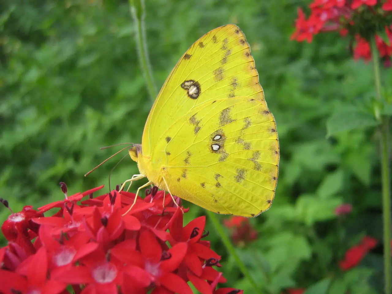 Abundant Blossoms Fill Beienbach Meadows