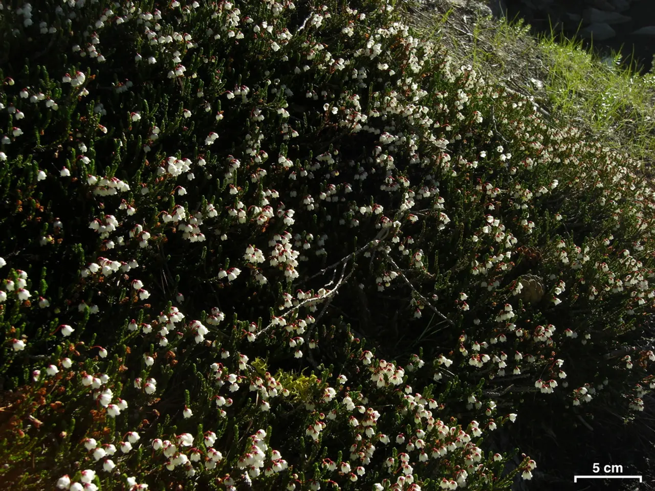 In the image there are plants with flowers. Behind them on the ground there is grass. In the bottom...