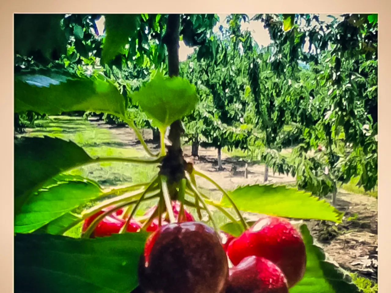 In this picture I can see few fruits in the middle, in the background there are trees.