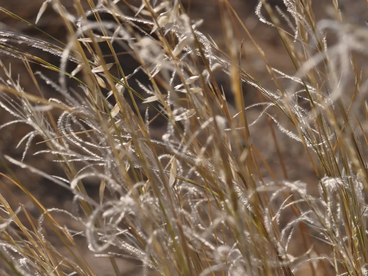 In this image there is dry grass.
