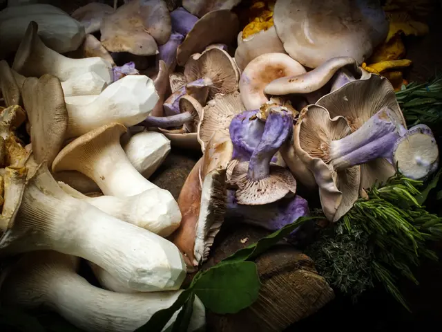 Focused observation: Do you observe the mouse among the mushrooms?