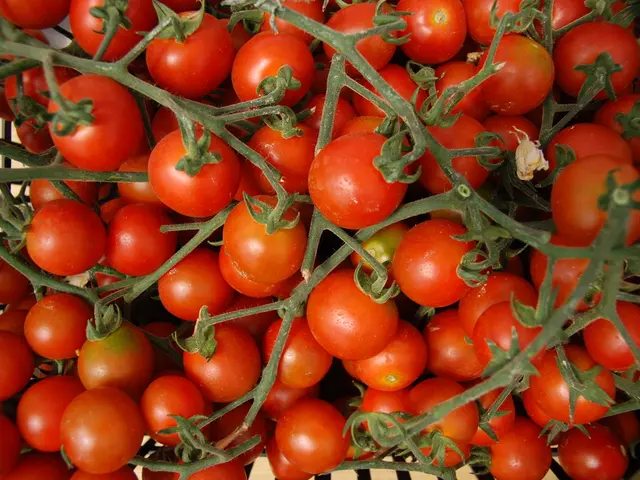 Issues Often Encountered with Tomatoes: Potential Threats to Your Plant's Success (with Appropriate...