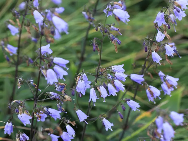 Blooming Yearly Blossoms Magnetizing Hummingbirds