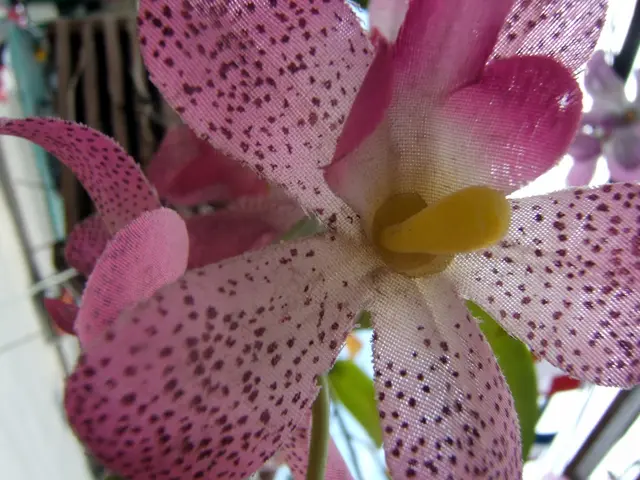 Guide to the Outstanding 2025 Garden Triumphant at Chelsea Flower Show