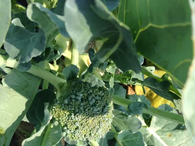 Guide on Growing Broccoli: A Step-by-Step Approach
