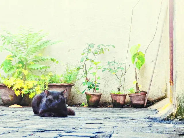 Two garden plants that nourish, safeguard, and provide shelter for birds, while simultaneously...