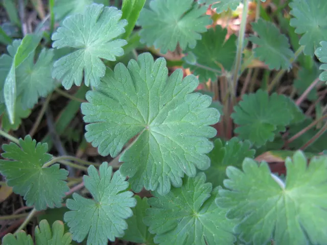 Explore the Remarkable Expansion Pace of Wisteria Plants