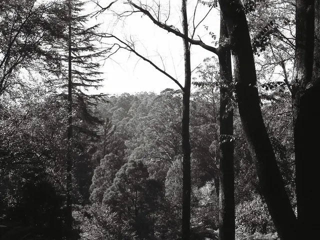 Top Trees Suited for Arkansas Soil and Climate