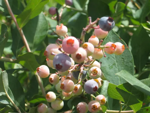 Guide for Pruning Summer-Bearing Raspberry Bushes