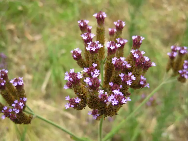 Spot the imperfections in the blooming floral illustrations: A speedy examination