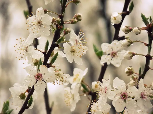 Methods for Cultivating and Utilizing Calendula Blossoms, Including Advice on Saving Seeds