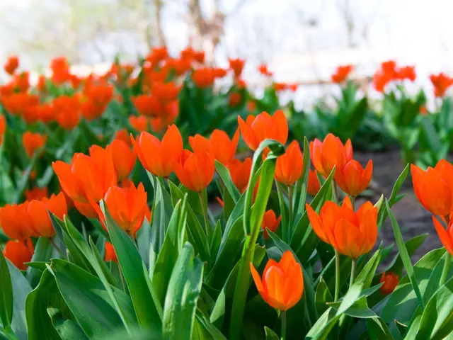 Uncover the damaging impact of tulip fire on your garden and learn effective measures to combat and...