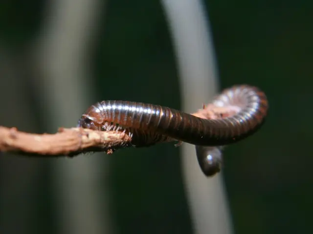 Lawn Health Boost From Worm Casts, Yet Experts Offer Single Approach for Managing Them