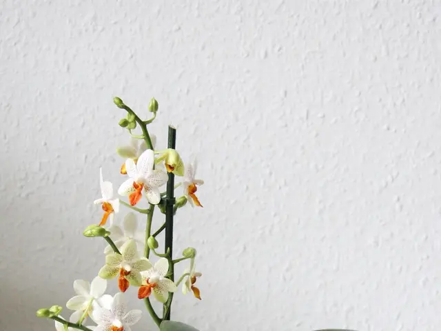 Mastering Indoor Pitcher Plant Cultivation: Comprehensive Care Instructions