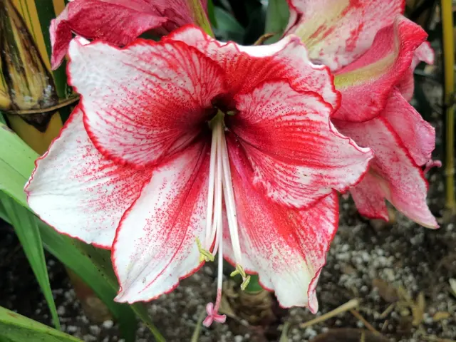 Ideal Ground for Growing Brahma Kamal from Cuttings