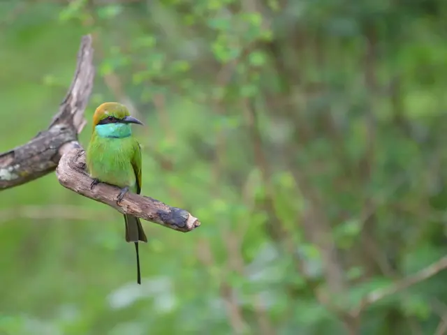 Indoor Norfolk Island Pine Maintenance: Professional Advice for a Thriving, Tropical Evergreen