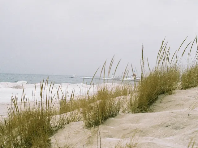 "Optimal Sand for Vibrant Plant Soil Conditioning"