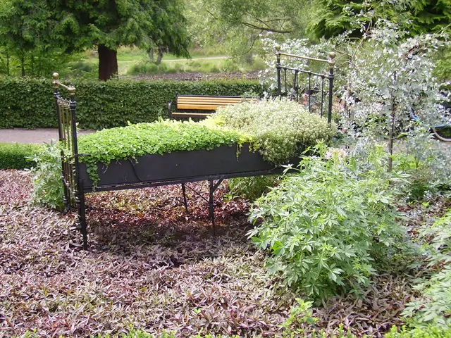 Top 10 Trellis-Friendly Plants to Elevate Your Garden's Appeal