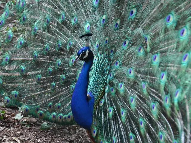 Top Perennials for Fall Division: Multiplication of Preferred Plants to Enhance Floral Prolificacy