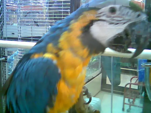 Tourist-Thieving Kea Parrot of the Alps: The Clever, Astonishing Antics of this Mischievous Bird