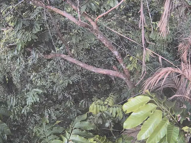 Transform Your Outdoor Area with These 9 Stunning Palm Species: