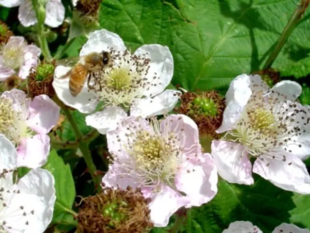 Hassle with Boxelder and Leaf-footed Bugs: Identification and Management Strategies