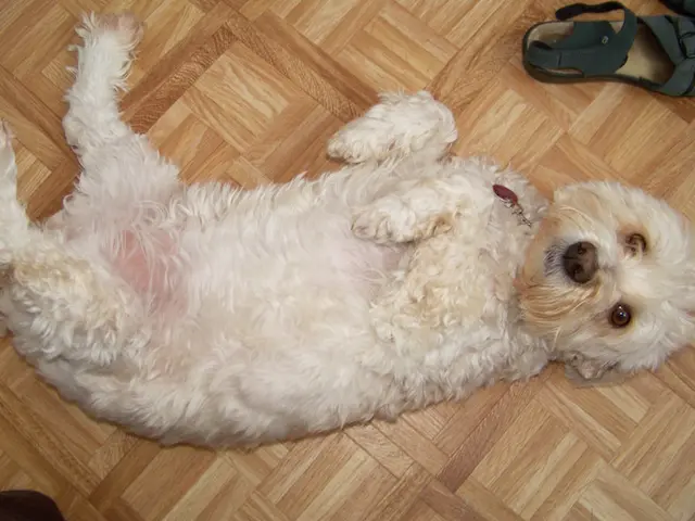 Training Method to Make Your Dog Obey (Consisting of Only Four Steps!)