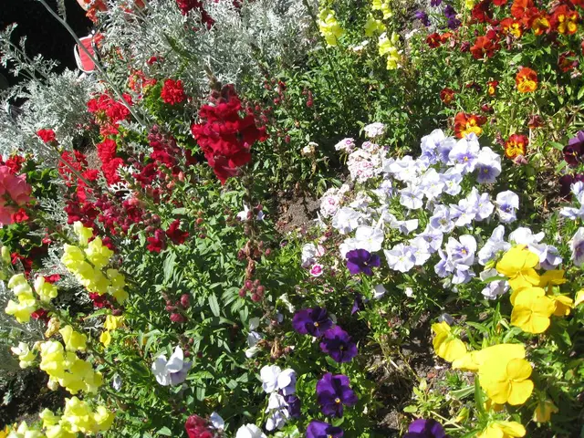 Sun-Shy Bloomers Persisting in Summer's Peak: Annuals with a Penchant for Shade