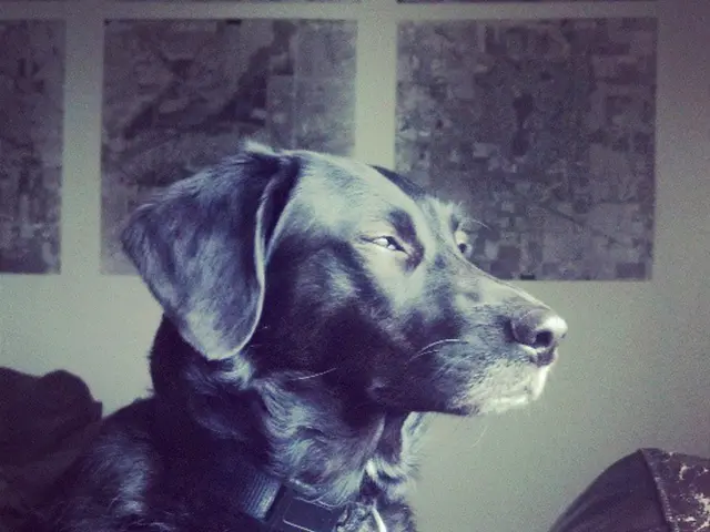 City Hall and local institutions in Cluj-Napoca consider revising pet policy to accommodate animals...