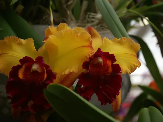 Ten plants suitable for propagation in July, allowing you to economize and expand your garden using...