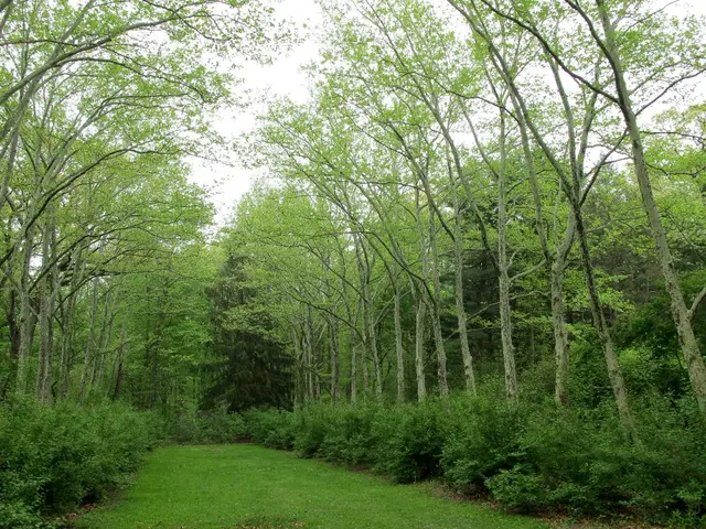 Designing Ecologically Conscious Landscaping Contracts: Essential Factors for Sustainable Garden...