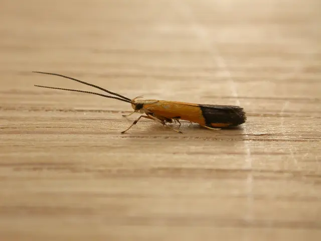 Insects Known as Fungus Beetles